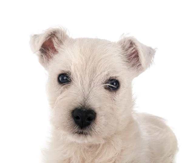 Valp West Highland White Terrier Framför Vit Bakgrund — Stockfoto