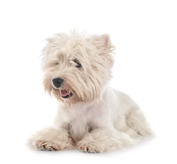 West Highland White Terrier Przed Białym Tle — Zdjęcie stockowe