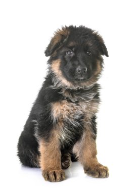 Beyaz arka planda köpek yavrusu Alman çoban köpeği.