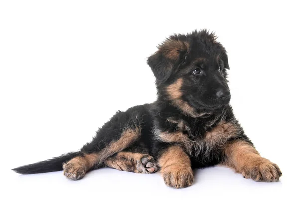 Cucciolo Pastore Tedesco Fronte Sfondo Bianco — Foto Stock