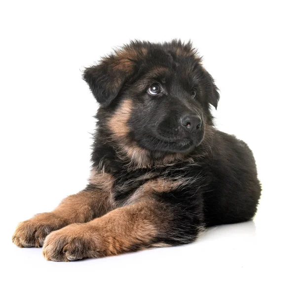 Puppy German Shepherd Front White Background — Stock Photo, Image