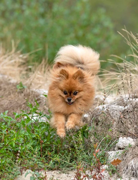 Young Pomeranian Picture Nature Autumn — Stock Photo, Image