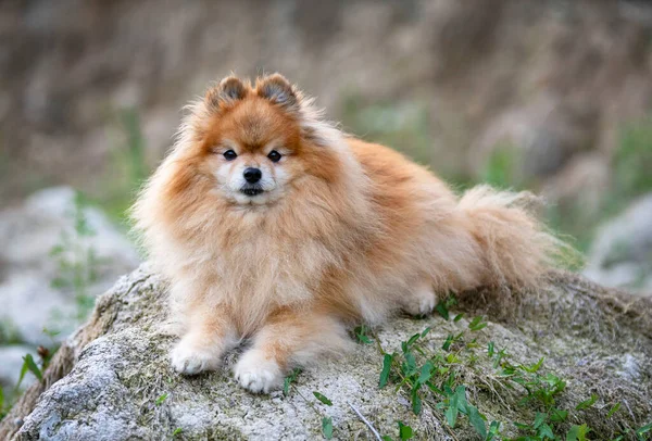 Young Pomeranian Picture Nature Autumn — Stock Photo, Image