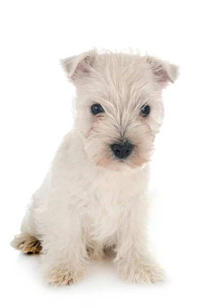 Valp West Highland White Terrier Framför Vit Bakgrund — Stockfoto