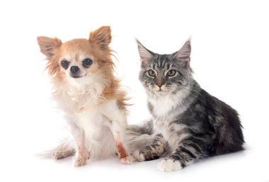 Maine coon yavru kedi ve beyaz arka plan önünde chihuahua