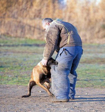 Genç Belçikalı çoban köpeği doğada güvenlik eğitimi alıyor.