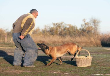 Genç Belçikalı çoban köpeği doğada güvenlik eğitimi alıyor.