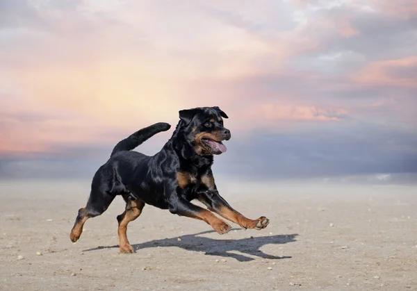 Entrenamiento Joven Rottweiler Para Deporte Protección Policía —  Fotos de Stock