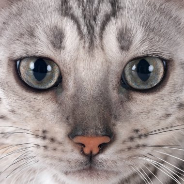Bengal kedisi beyaz arka planda