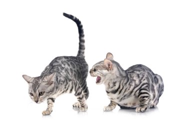 Bengal kedisi beyaz arka planda