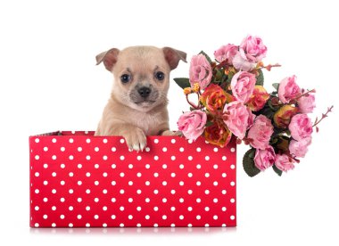 Beyaz arka planda küçük bir chihuahua