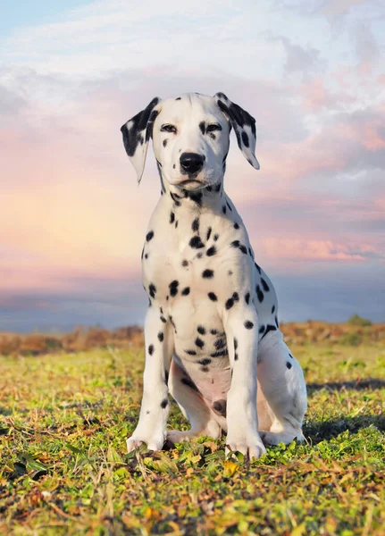 Young Puppy Dalmatian Sitting Free Nature — Stock Photo, Image