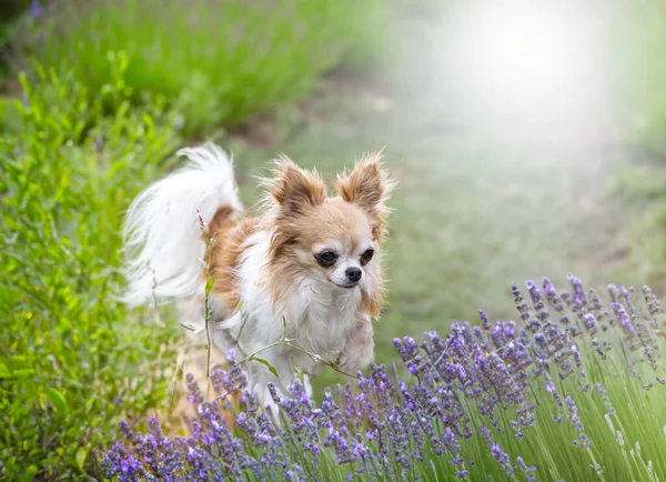 Chihuahua Caminando Libre Naturaleza — Foto de Stock