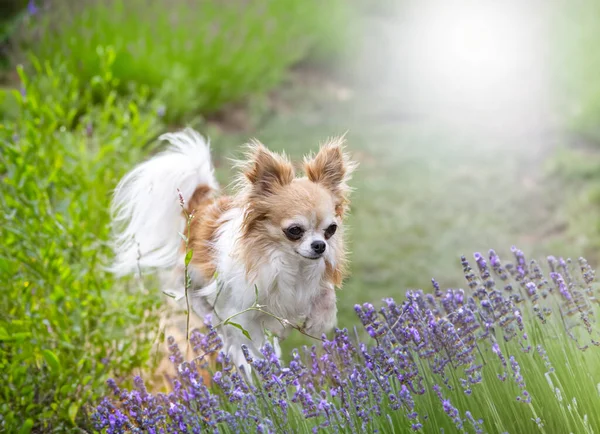 小さなChihuahua自然の中で無料で歩く — ストック写真