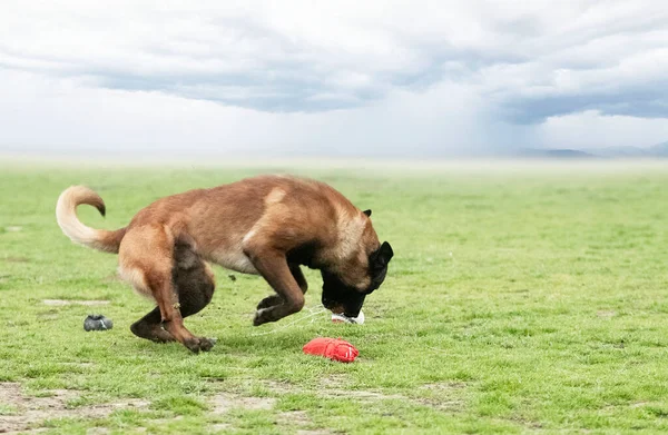 Young Belgian Shepherd Training Nature Security — Stock Photo, Image