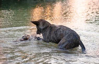 Dutch Shepherd nehirde odunla oynuyor.