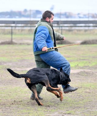 Genç Rottweiler koruma sporu ve polis eğitimi alıyor.