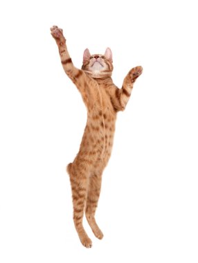 Beyaz arka plan önünde zencefil kedi