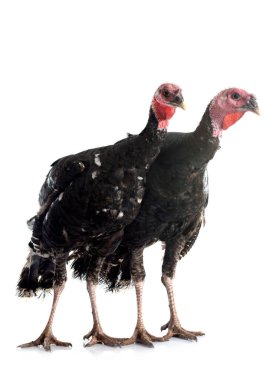 Beyaz arka plan önünde siyah Türkiye