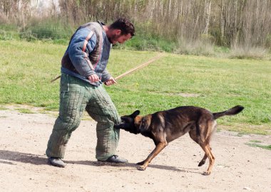 Genç Belçikalı çoban köpeği doğada güvenlik eğitimi alıyor.
