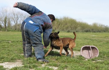 Genç Belçikalı çoban köpeği doğada güvenlik eğitimi alıyor.