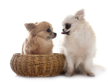 Beyaz arka planda küçük chihuahualar