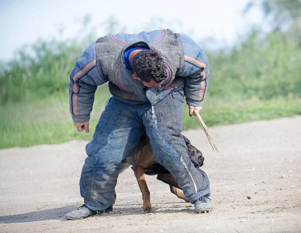 Genç Belçikalı çoban köpeği doğada güvenlik eğitimi alıyor.