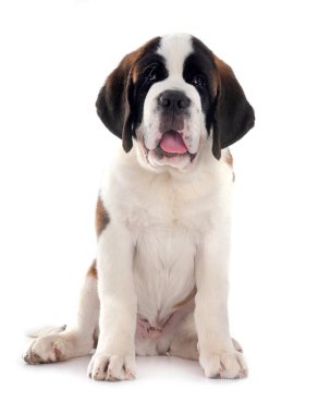 Yavru Saint Bernard beyaz arkaplanın önünde