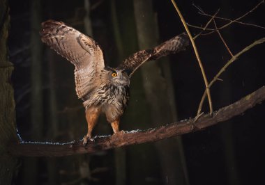 Avrasya kartal baykuşu doğanın önünde