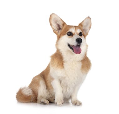 Beyaz arkaplan önünde Pembroke Galsh Corgi