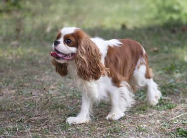 Süvari Kral Charles doğada, bir bahçede kalıyor.