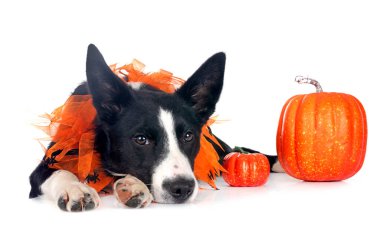 Beyaz arkaplan önünde genç sınır çobanı