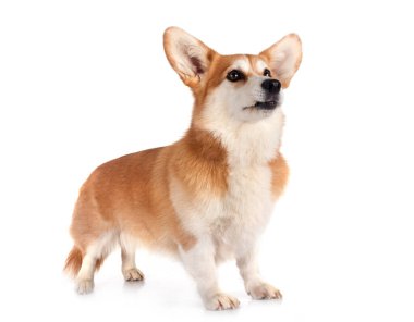 Beyaz arkaplan önünde Pembroke Galsh Corgi