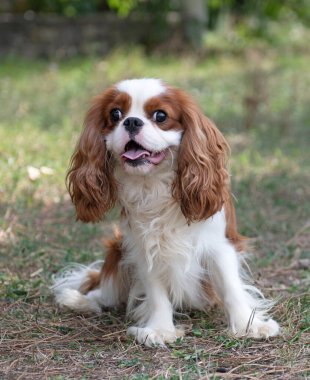 Süvari Kral Charles doğada, bir bahçede kalıyor.