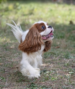 Süvari Kral Charles doğada, bir bahçede kalıyor.