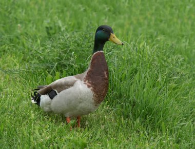 Yeşil çimlerin üzerinde güzel, vahşi bir ördek.