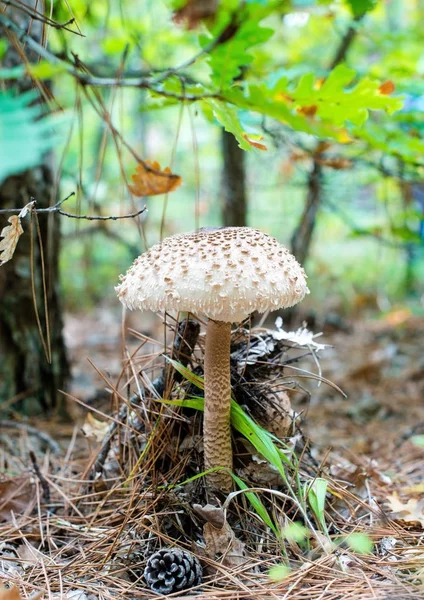 Forest Mushroom Edge Forest — Stock Photo, Image
