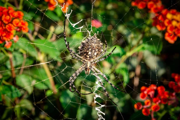Female Lobed Agiope Spider Waiting Her Web Stabilimentum Clearly Visible — Stock Photo, Image