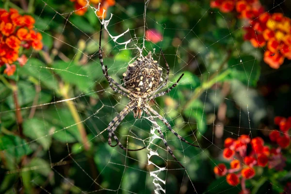 女性浅裂 Agiope 蜘蛛等待她的网络与 Stabilimentum 清晰可见 — 图库照片