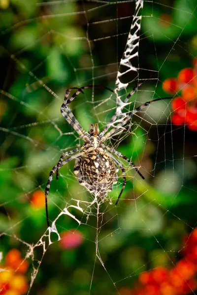 Female Lobed Agiope Spider Waiting Her Web Stabilimentum Clearly Visible — Stock Photo, Image