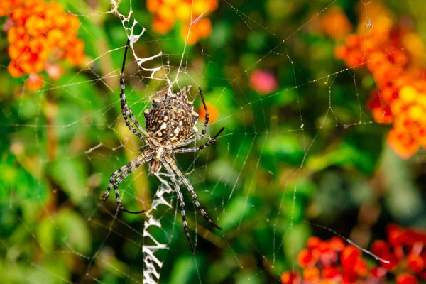 Female Lobed Agiope Spider Waiting Her Web Stabilimentum Clearly Visible — Stock Photo, Image