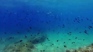 Malta çevresinde derin mavi Akdeniz'de balık okulu