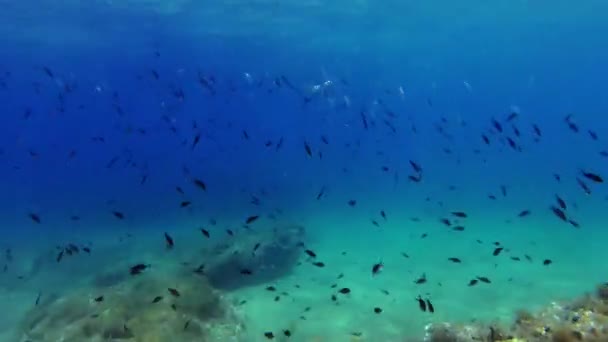 School Van Vis Diepblauwe Middellandse Zee Rond Malta — Stockvideo