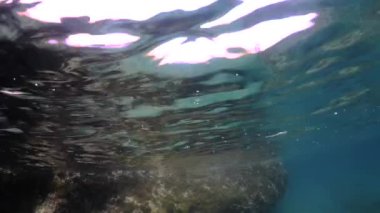 Sualtı detayları Malta Akdeniz