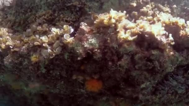 Sun Κοράλλια Στη Μάλτα — Αρχείο Βίντεο