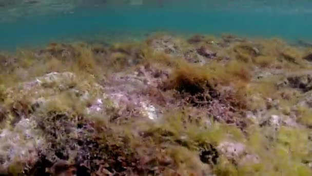Подводные Детали Malta Mediterranean Sea — стоковое видео