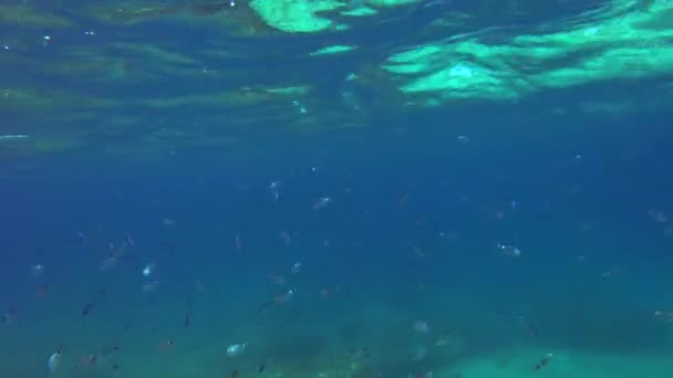 Подводные Детали Malta Mediterranean Sea — стоковое видео