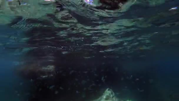Underwater Details Malta Mediterranean Sea — Stock Video
