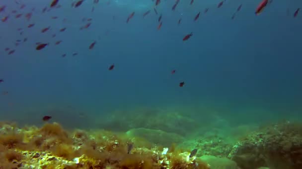 Detalles Submarinos Malta Mar Mediterráneo — Vídeo de stock