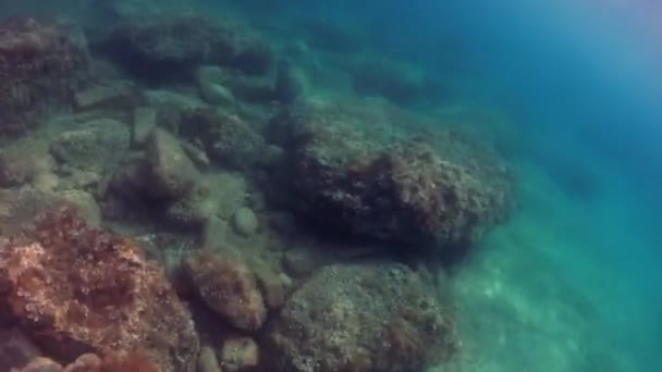 Undervattens Detaljer Malta Mediterranean Sea — Stockvideo